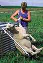 A sheep leaned back in the chair at a 45Âº angle, with an adult female trimming one of its hooves.