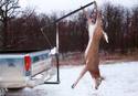 A deer carcass hanging by its hind legs from a manually operated winch crane thatâ€™s hitch-mounted to the rear of a pickup truck.