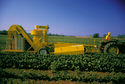 Pixall Green Bean Harvester