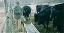 Trough Elevator Grain Feeder