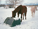 Solar-Heated Watering Tank