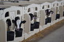 Calf-Tel Indoor Pen System