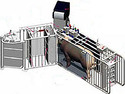 Electronic Sow-Feeding System