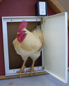 Automatic Poultry Door