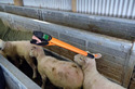 Hand holding EEI Tag Reader against tag on sheep's ear