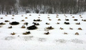 Round bales spread out in a snow-covered field with a few cows feeding on them and a woods in the background